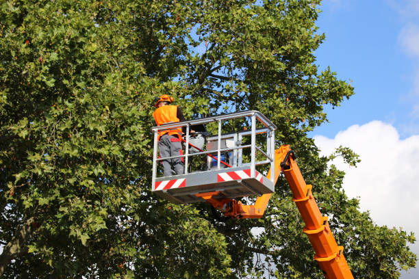 How Our Tree Care Process Works  in  Gray, LA